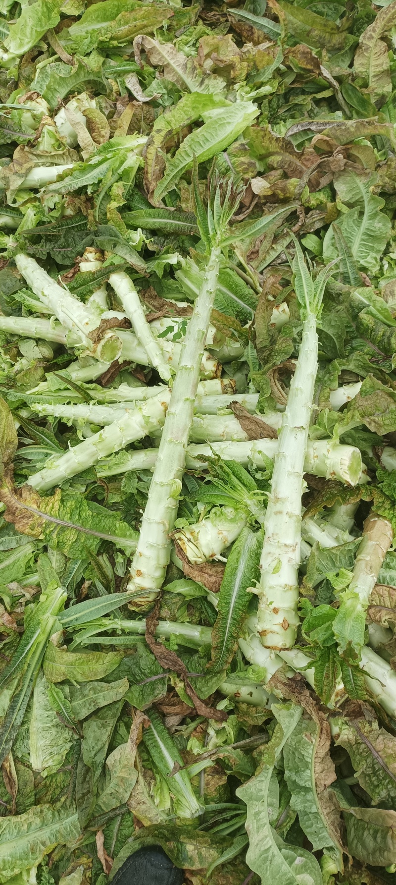 莴笋杆子大量有货，价格实惠
