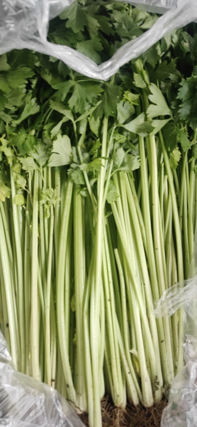 大量精品芹菜需要的联系