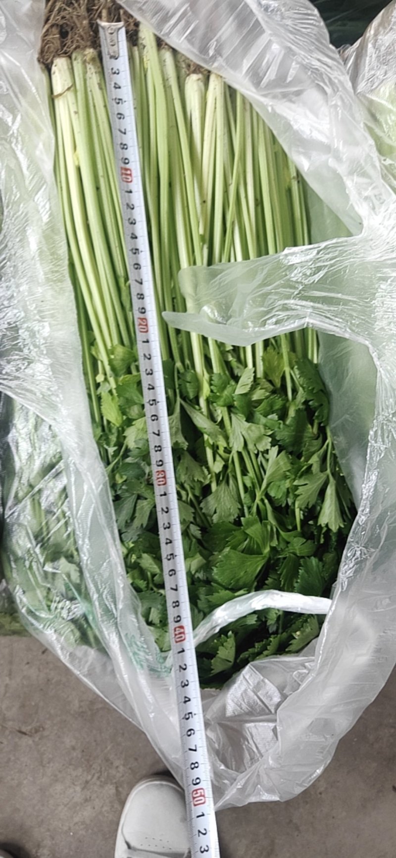 大量精品芹菜需要的联系