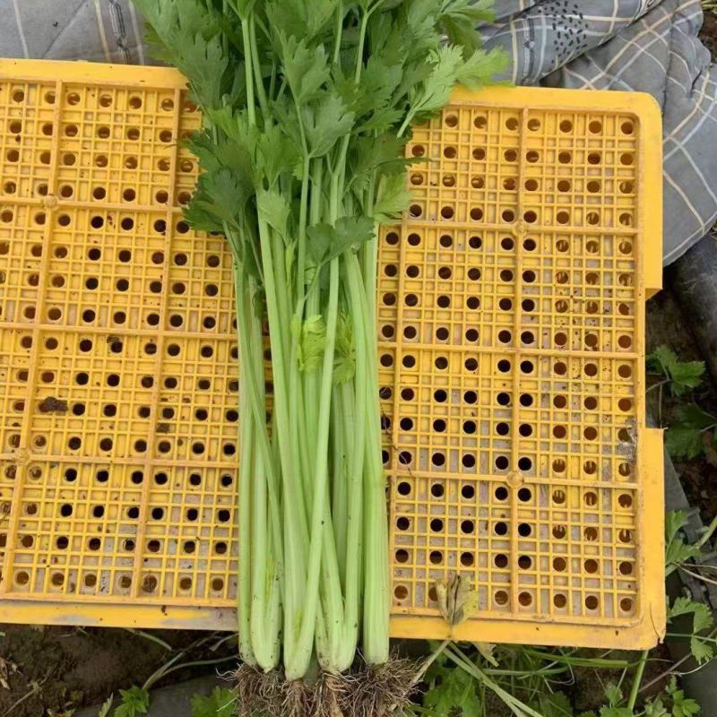 大量精品芹菜需要的联系