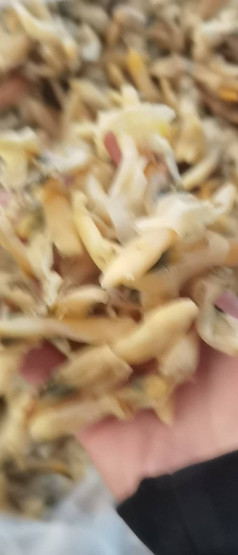 带膏大蛏干竹节蛏干货海蛏子肉无沙竹节蛏海鲜干货干贝蛤蜊干