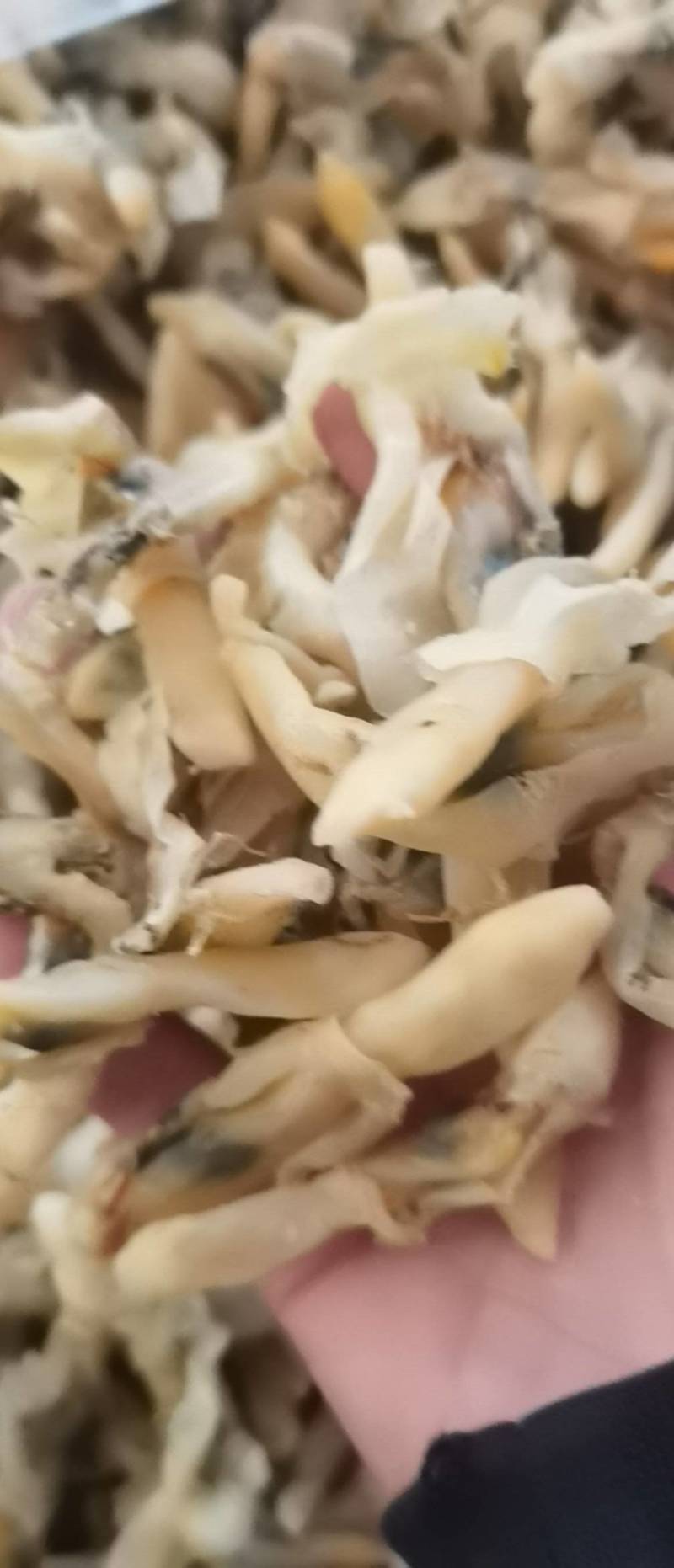 带膏大蛏干竹节蛏干货海蛏子肉无沙竹节蛏海鲜干货干贝蛤蜊干