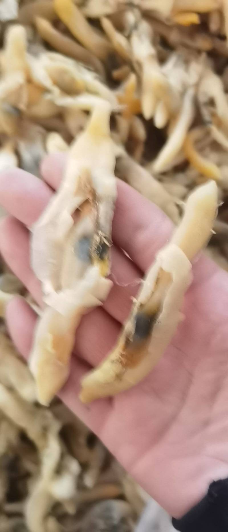 带膏大蛏干竹节蛏干货海蛏子肉无沙竹节蛏海鲜干货干贝蛤蜊干