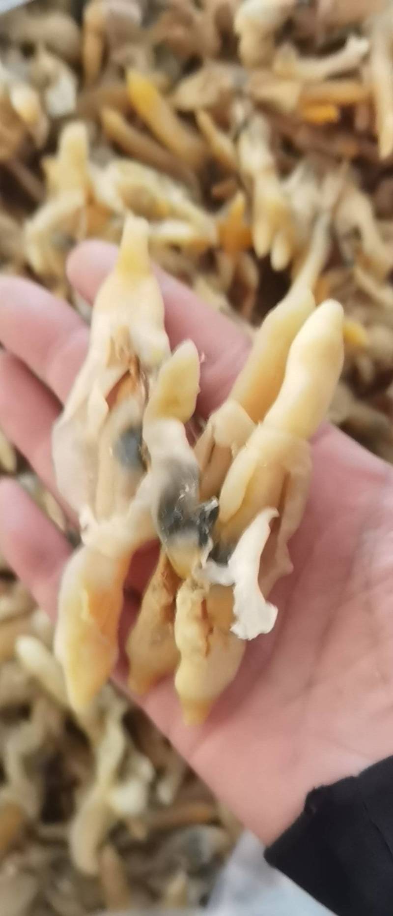 带膏大蛏干竹节蛏干货海蛏子肉无沙竹节蛏海鲜干货干贝蛤蜊干