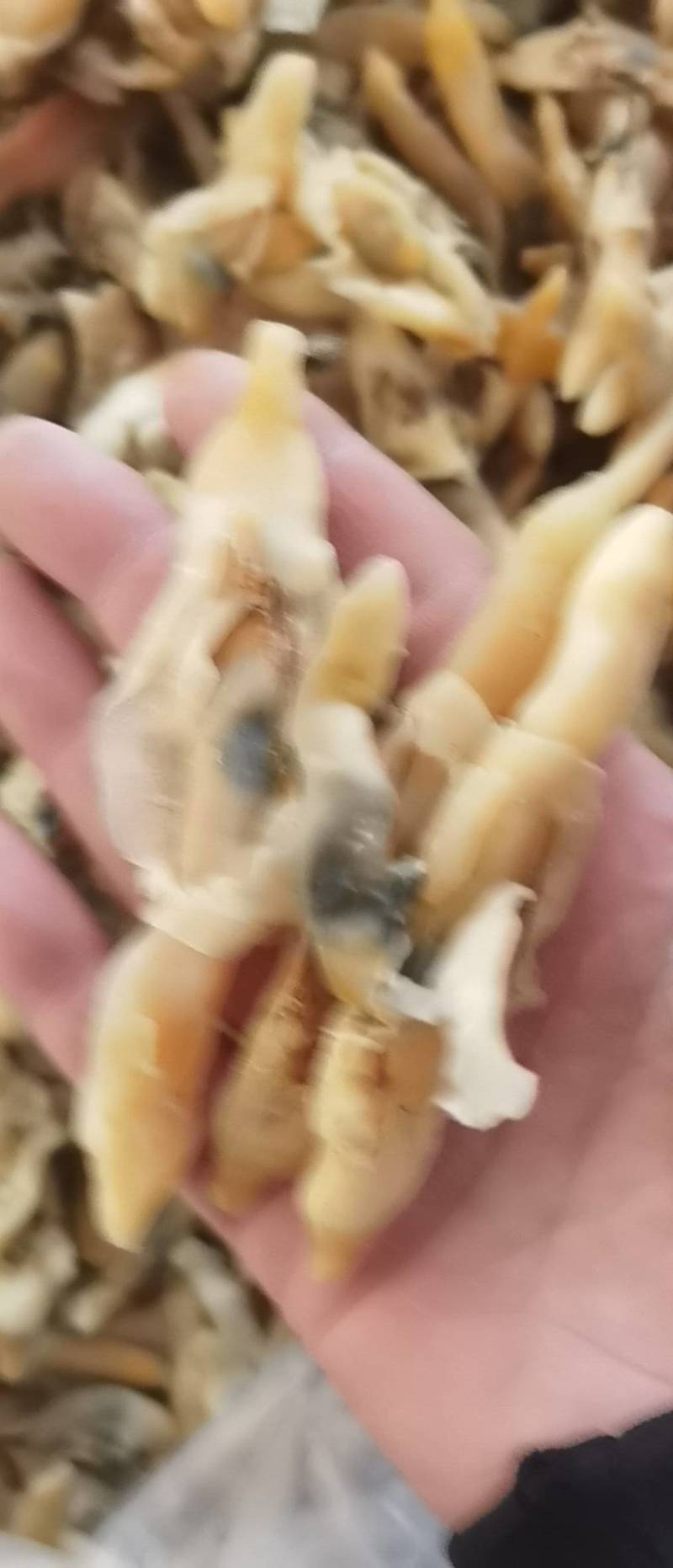 带膏大蛏干竹节蛏干货海蛏子肉无沙竹节蛏海鲜干货干贝蛤蜊干