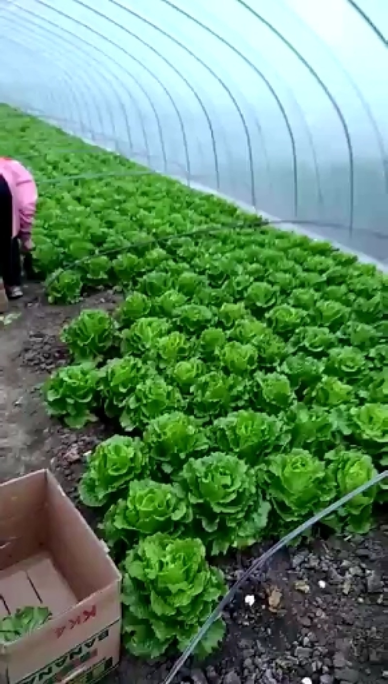 精品生菜有需要的老板可以联系我