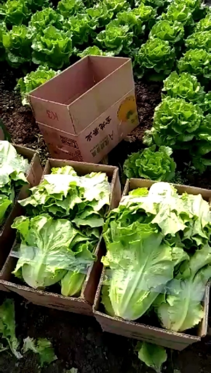 精品生菜有需要的老板可以联系我