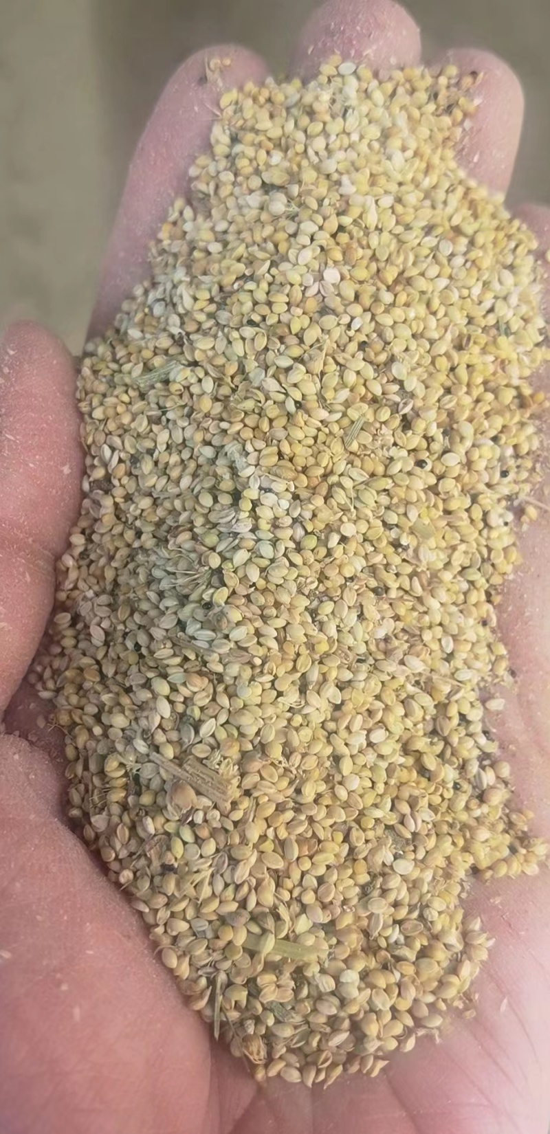 全麦粉两种规格适合饼干粉添加