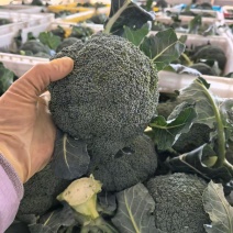 精品西兰花可供多个平台