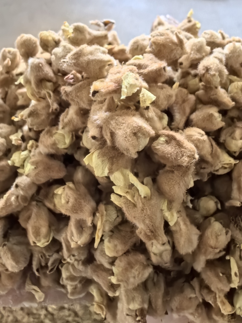 枇杷花茶包邮，零售代理批发量大从优，