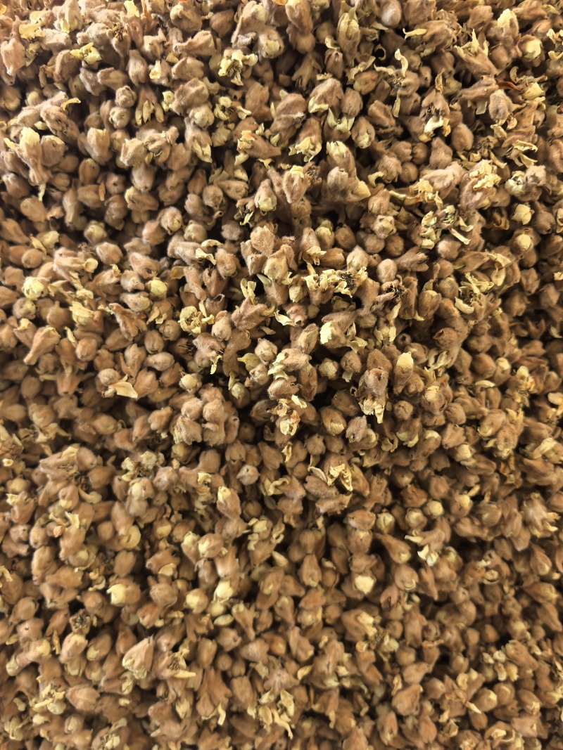 枇杷花茶包邮，零售代理批发量大从优，