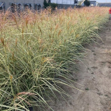 精品花叶芒有优质花叶芒自产自销