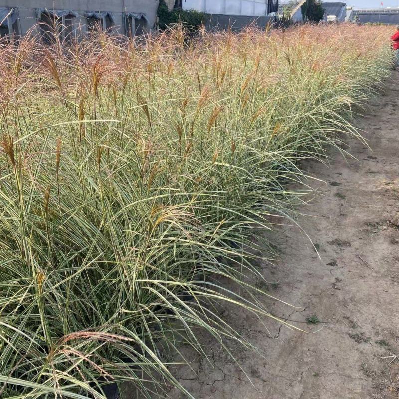 精品花叶芒有优质花叶芒自产自销