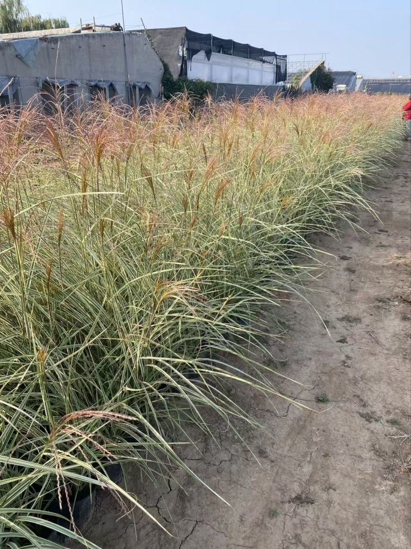 精品花叶芒有优质花叶芒自产自销