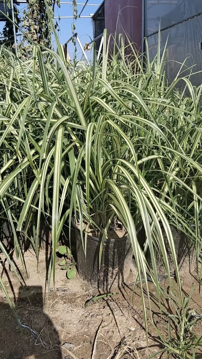 精品花叶芒有优质花叶芒自产自销