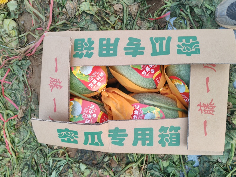小蜜25号。
