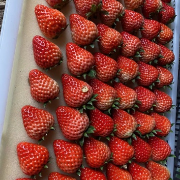 阜阳红颜草莓，批发商联系175量质量好