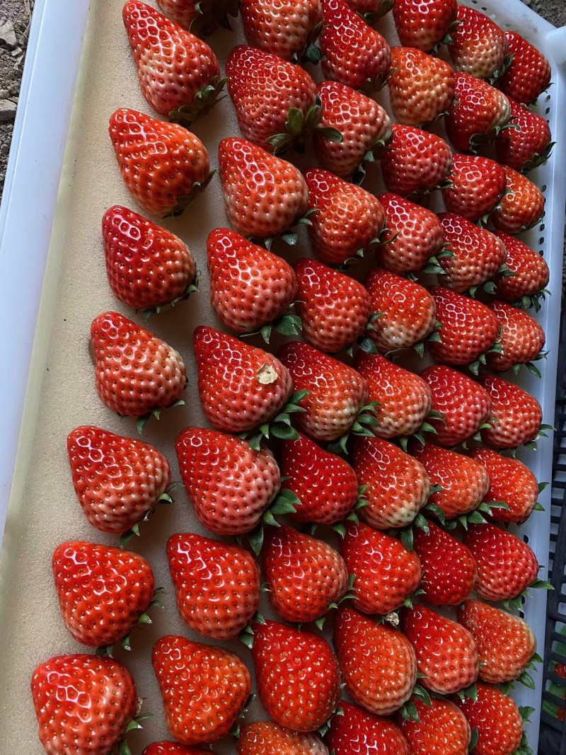 阜阳红颜草莓，批发商联系175量质量好