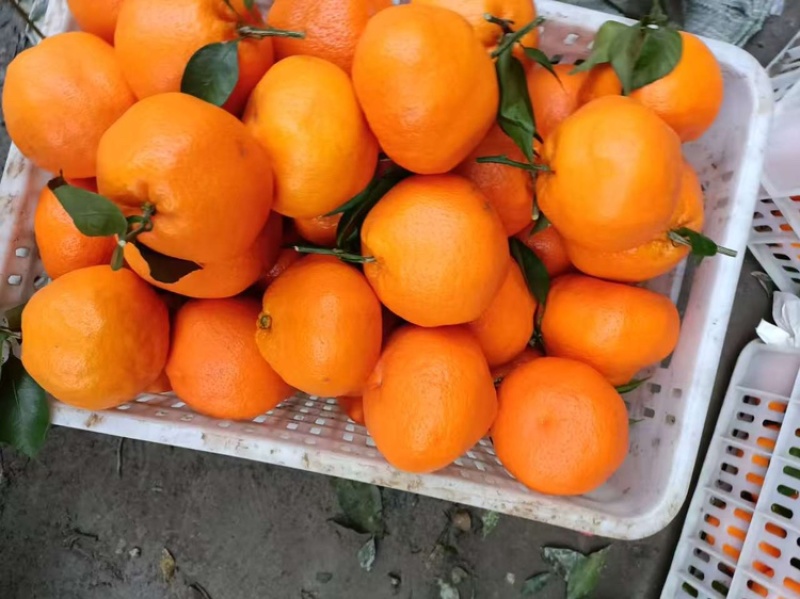 春见耙耙柑产地直发品质保证