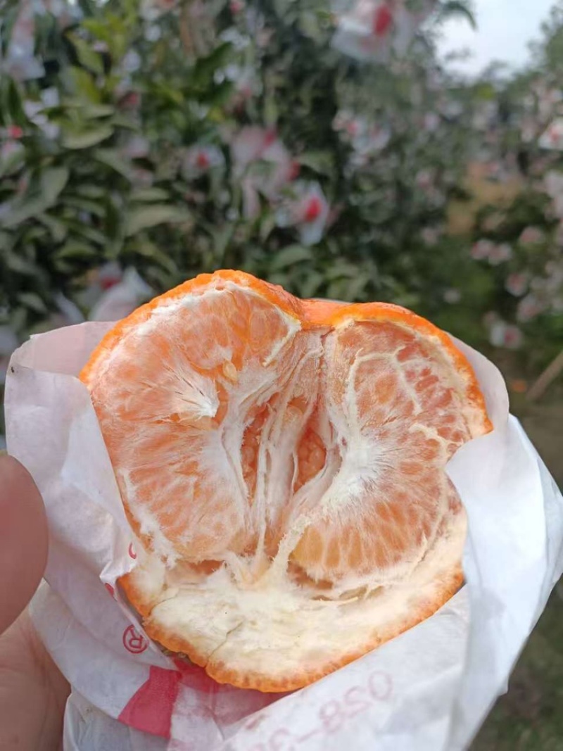 春见耙耙柑产地直发品质保证