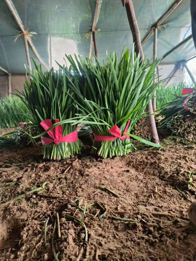 韭菜直发电商市场商超支持分拣支持包装物流协助保证质量