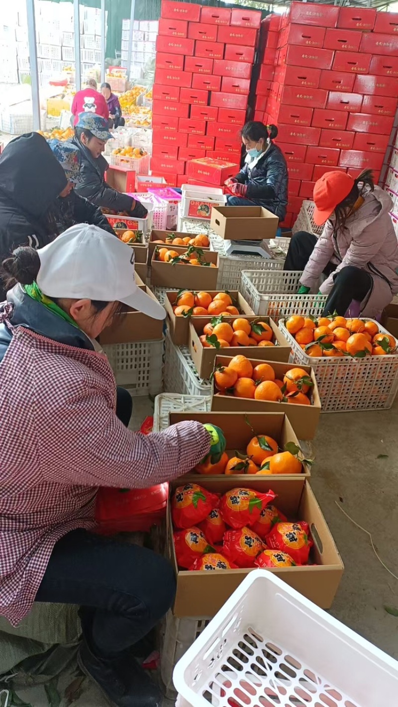 春见耙耙柑，基地直发货量充足口感好欢迎下单