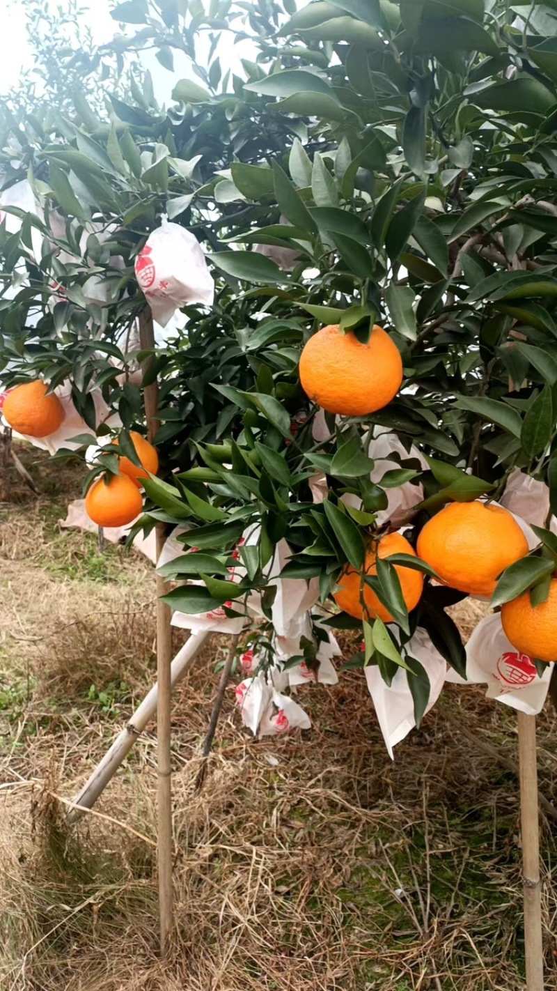 春见耙耙柑，基地直发货量充足口感好欢迎下单