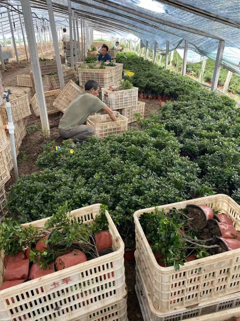 精品紫鹃优质紫鹃自产自销