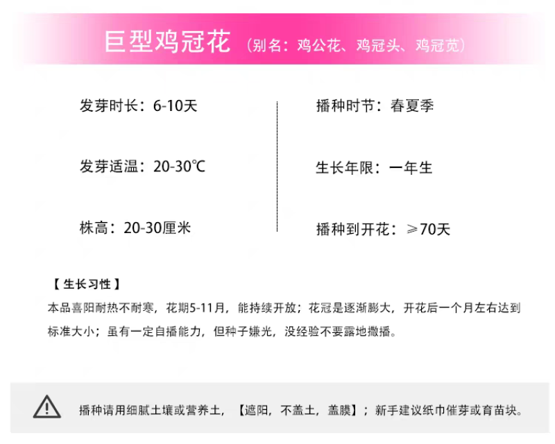 鸡冠花厂家货源批发价格全国发货价格便宜欢迎下单咨询