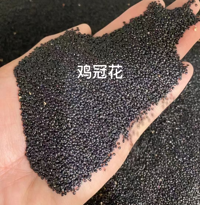 鸡冠花厂家货源批发价格全国发货价格便宜欢迎下单咨询