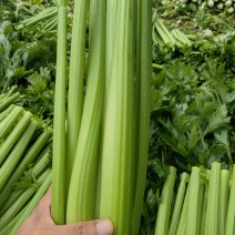 山东菏泽定陶黄店西芹大量现货电商超市市场都有。