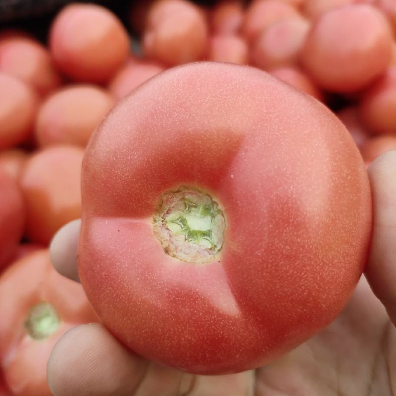 山东菏泽定陶黄店西红柿大量现货电商超市市场都有