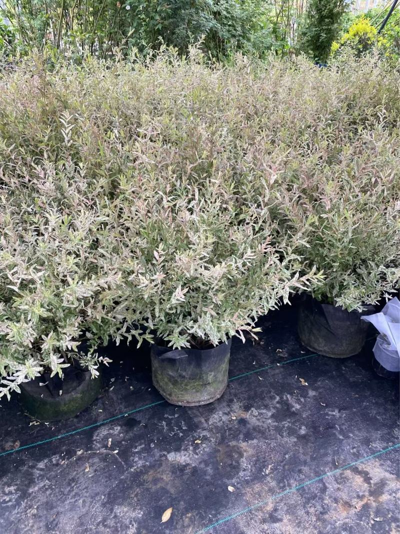 彩叶杞柳基地精品彩叶杞柳自产自销