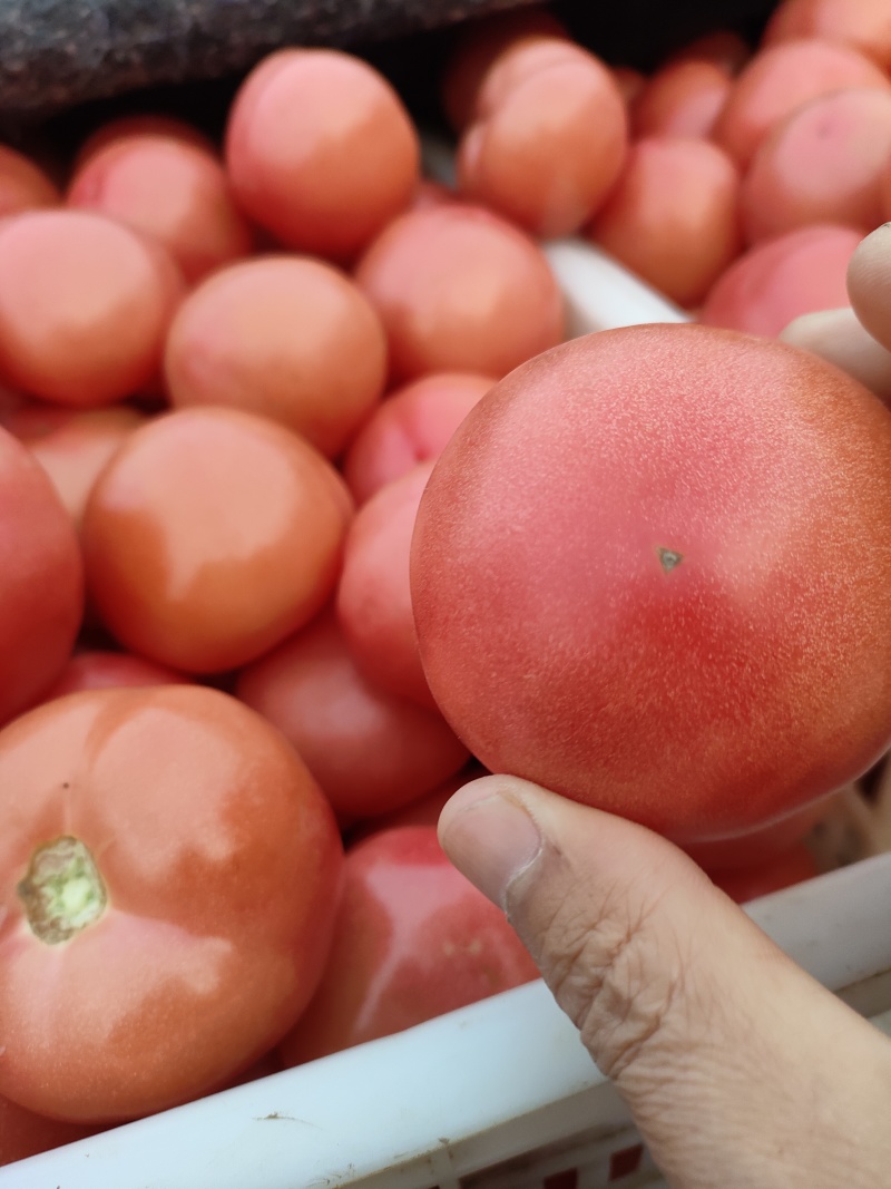 山东菏泽定陶黄店西红柿大量现货电商超市市场都有