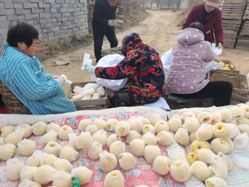 实拍图·宁陵金顶谢花酥梨，百年老树产地直发一手货源