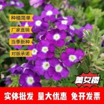 美女樱厂家货源批发价格全国发货价格便宜欢迎下单咨询