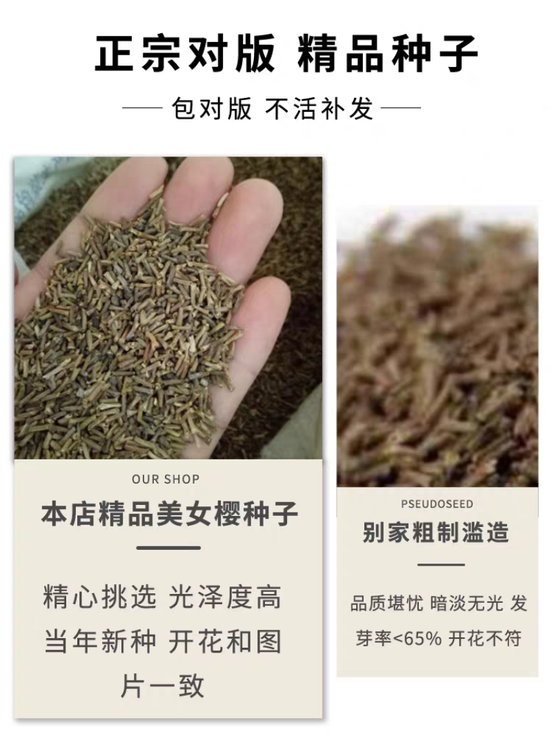 美女樱厂家货源批发价格全国发货价格便宜欢迎下单咨询
