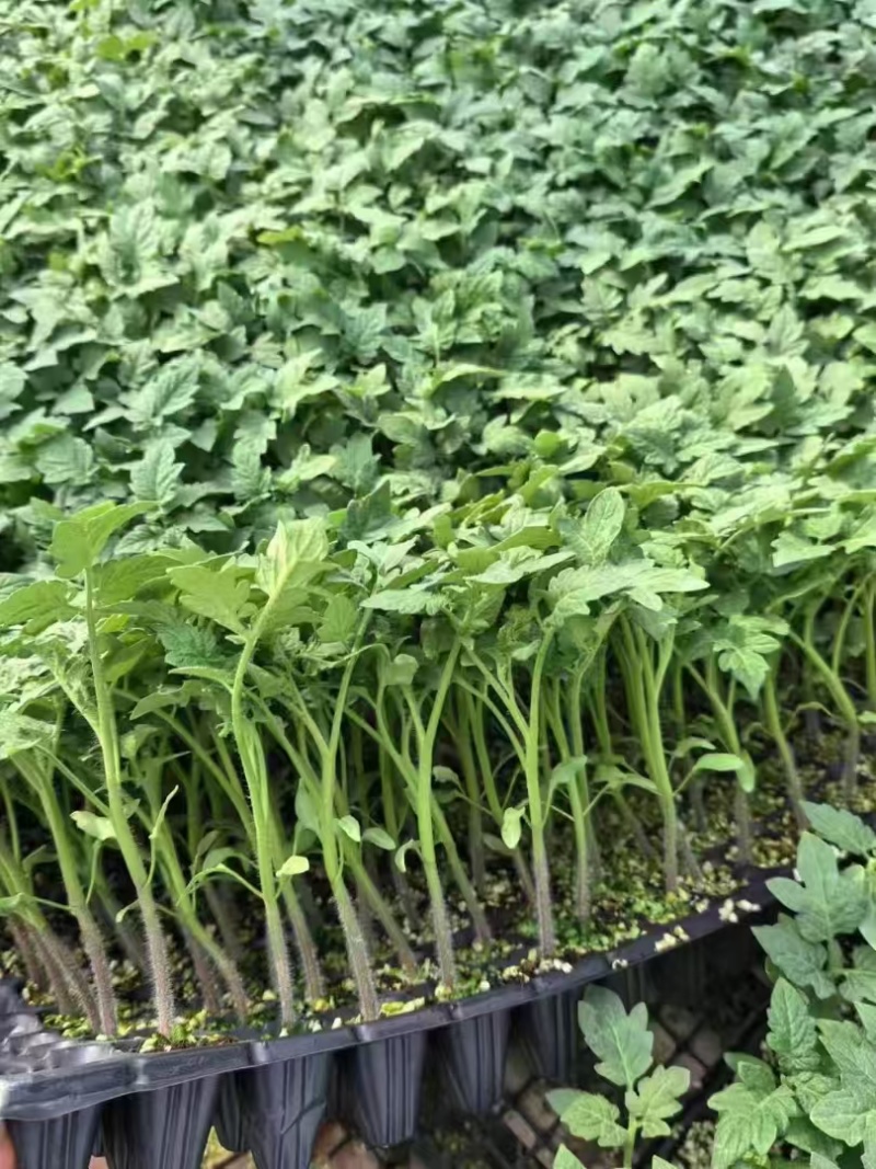 精品番茄苗硬粉西红柿苗大红番茄苗山东苗欢迎选购