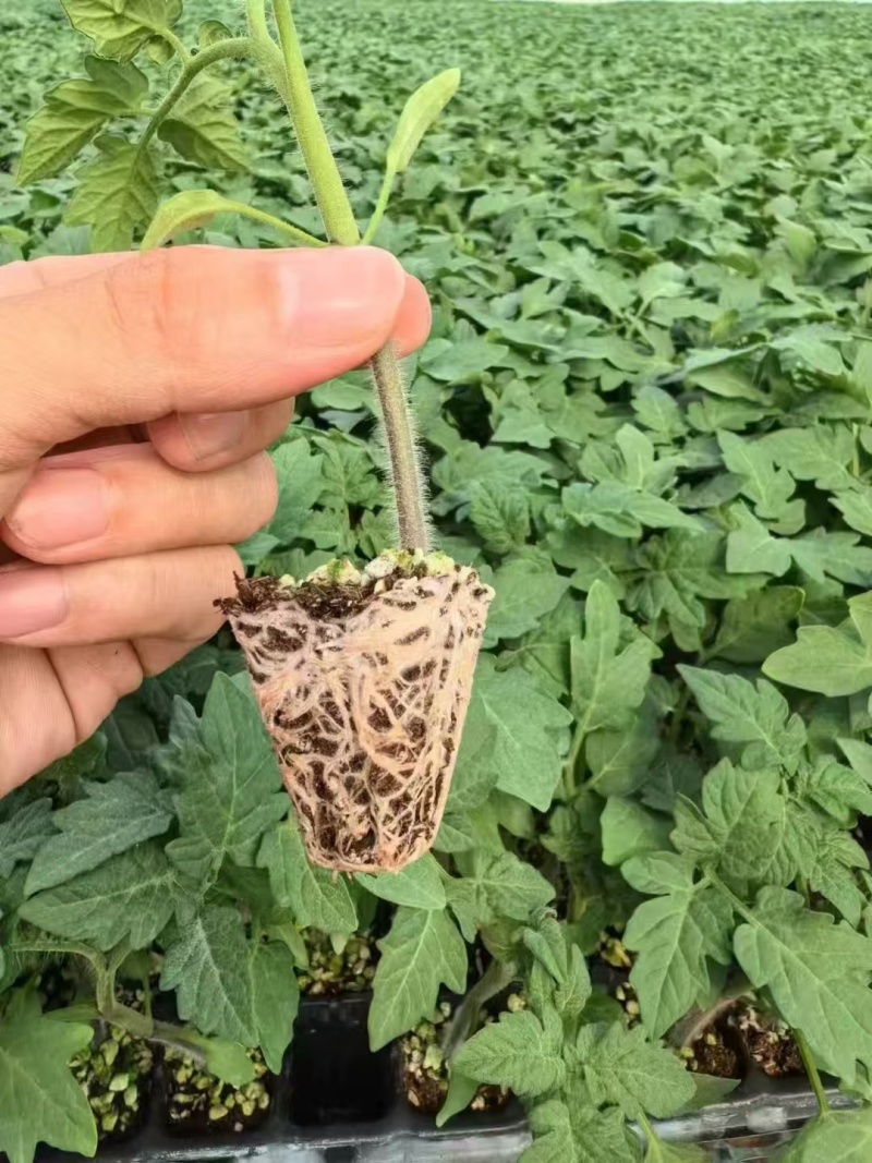 精品番茄苗硬粉西红柿苗大红番茄苗山东苗欢迎选购