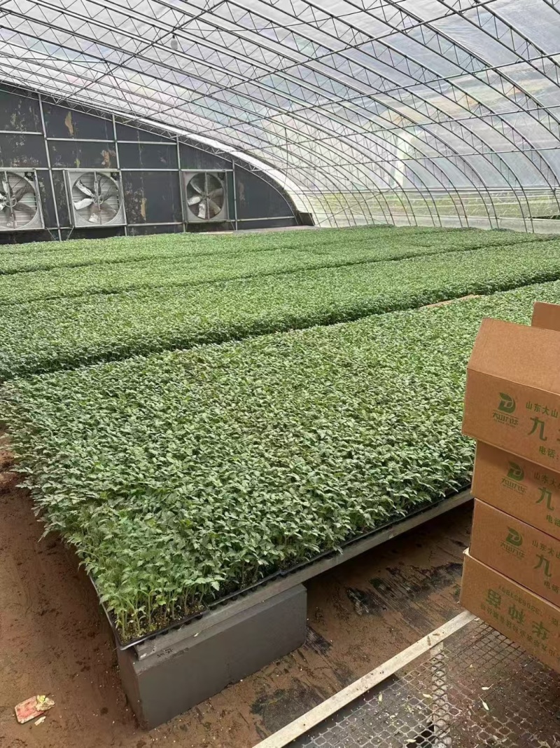 精品番茄苗硬粉西红柿苗大红番茄苗山东苗欢迎选购
