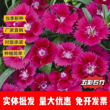 五彩石竹厂家货源批发价格全国发货价格便宜欢迎下单咨询