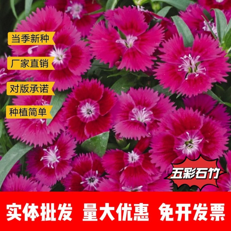 五彩石竹厂家货源批发价格全国发货价格便宜欢迎下单咨询