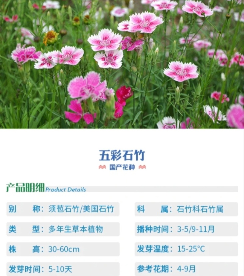 五彩石竹厂家货源批发价格全国发货价格便宜欢迎下单咨询