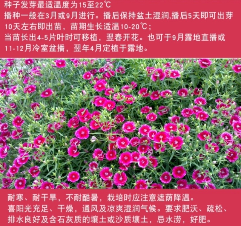 五彩石竹厂家货源批发价格全国发货价格便宜欢迎下单咨询