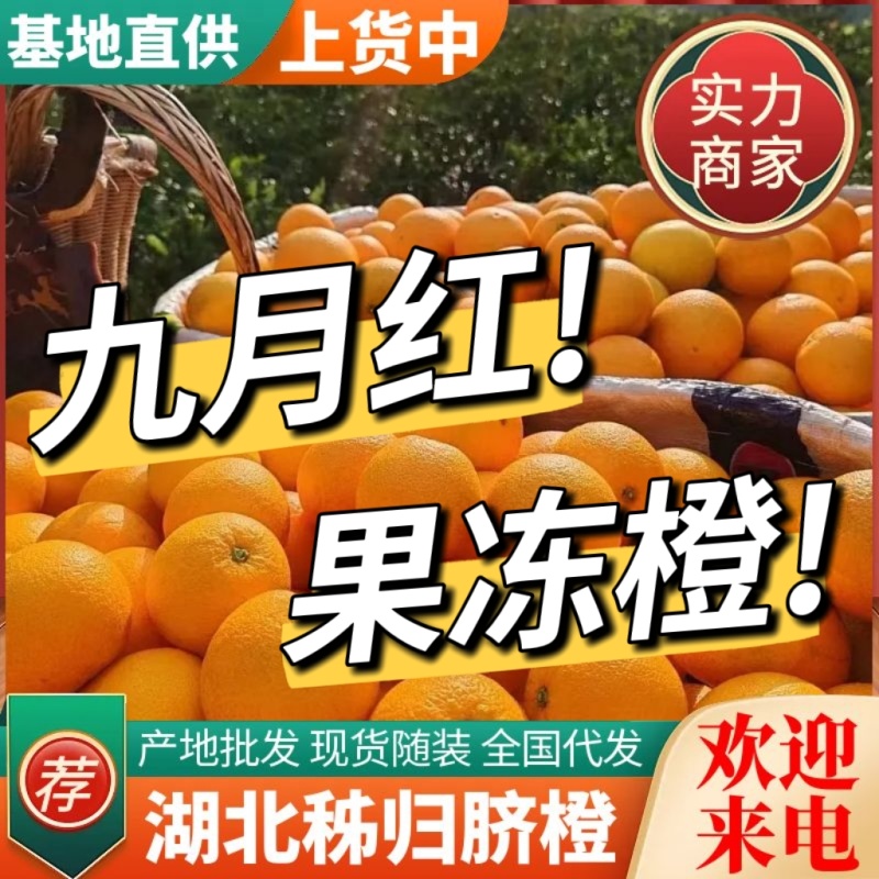 【九月红脐橙】湖北秭归产地直供现摘现发价格美丽欢迎订购