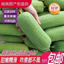 肉丝瓜新鲜短棒胖香丝瓜福建农家现摘新鲜类蔬菜批发3/5