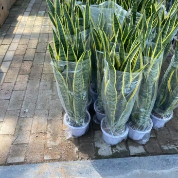 精品虎皮兰优质虎皮兰