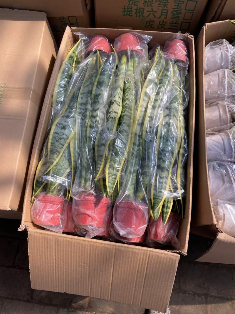 精品虎皮兰优质虎皮兰