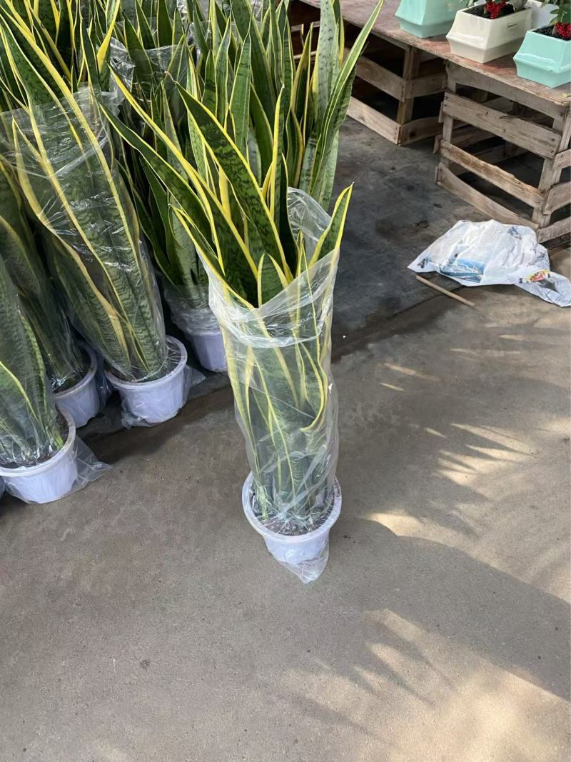 精品虎皮兰优质虎皮兰