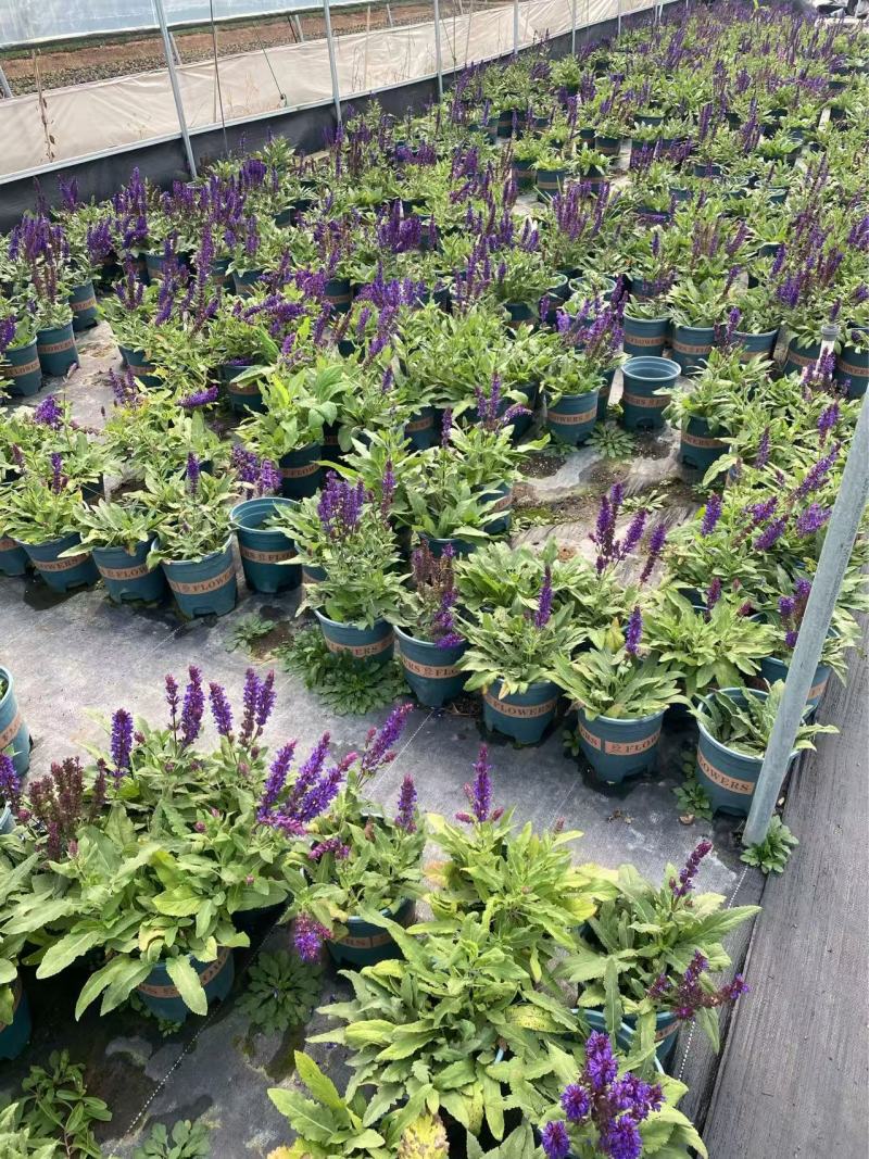 精品林荫鼠尾草优质林荫鼠尾草